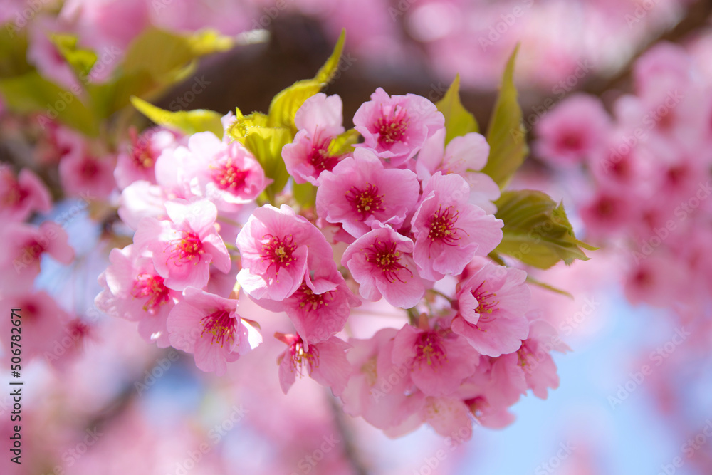 Fototapeta premium 河津桜