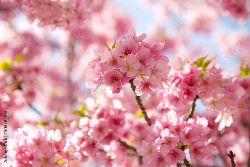 河津桜 © Yukari