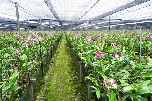 beautiful orchid flowers are in bloom in the planting field on natural light background photo