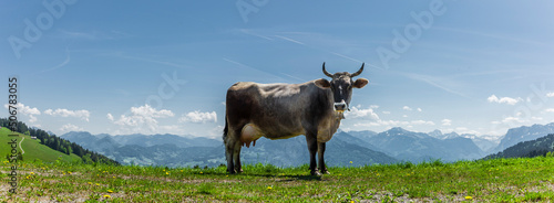 Milchkuh in den Östrreichischen Alpen photo