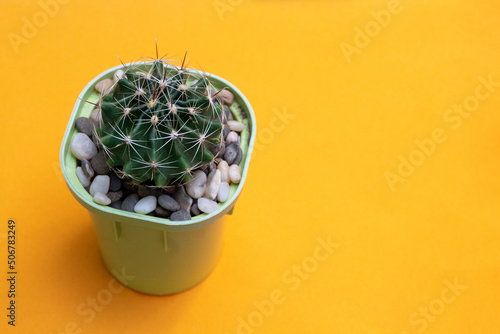 Cactus hamatocactus setispinus on the table. Selective focus. Picture for articles about hobbies, plants. photo