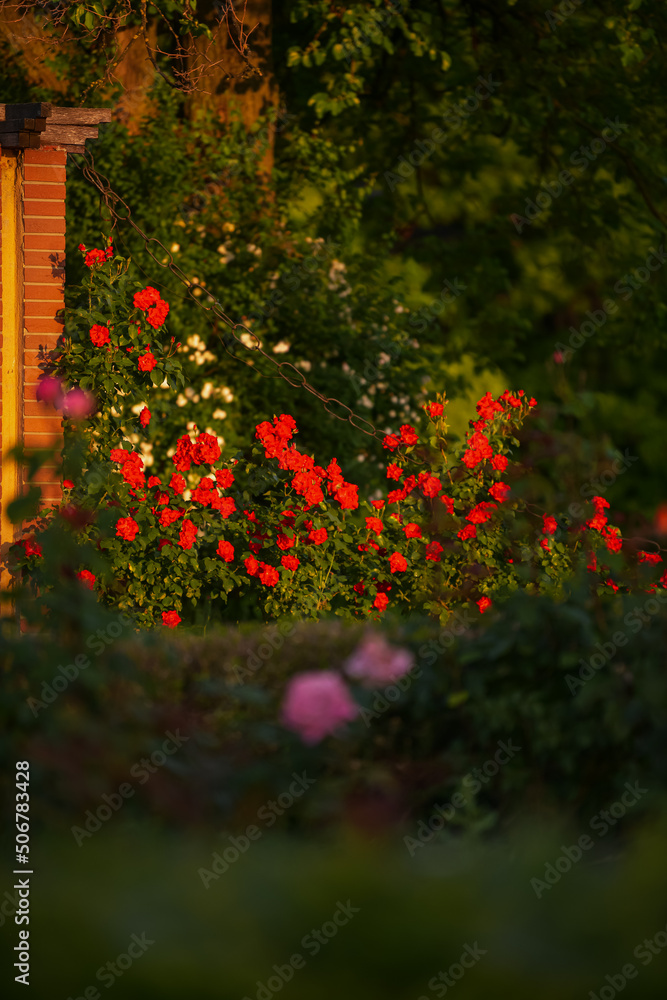 Beautiful photo with a lot of red roses flowers next to a brick wall in sunrise light. Floral photography details.