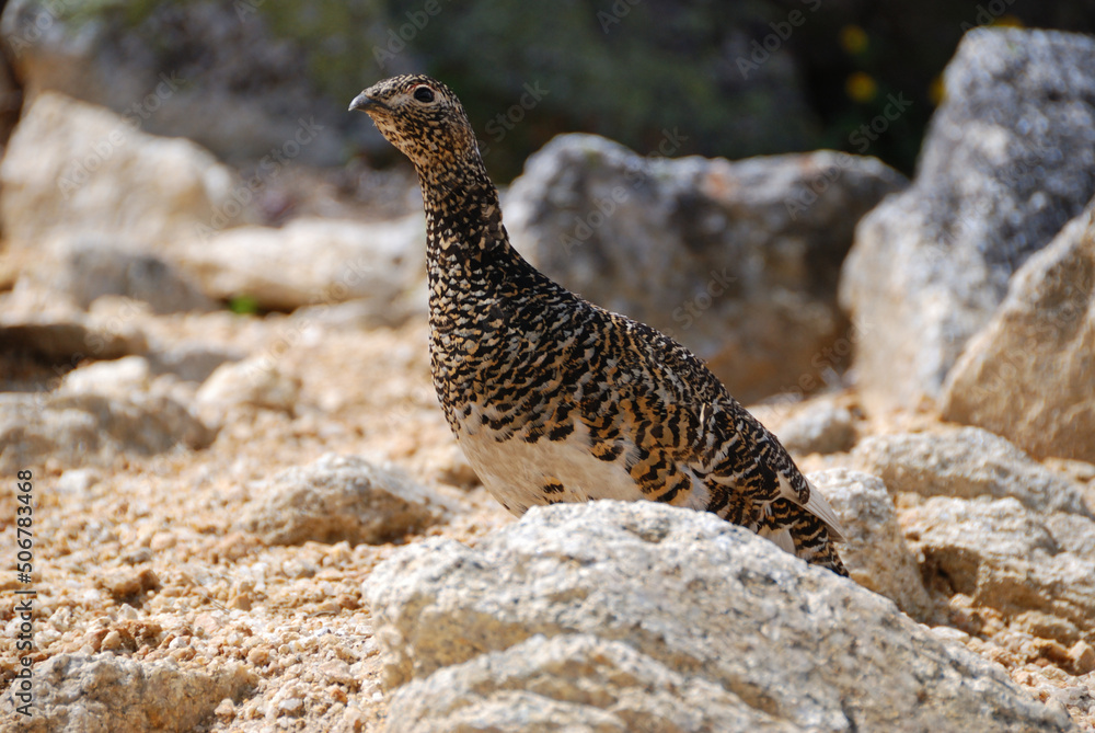 a snow grouse, a ptarmigan / メスの雷鳥(ヨコ撮)＠日本アルプス