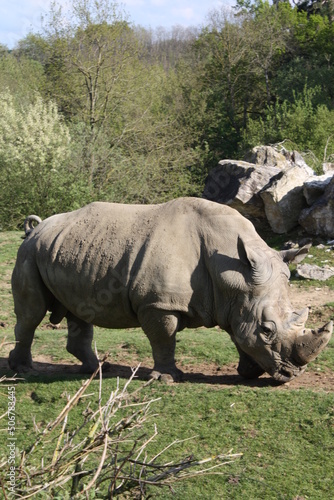 Rhinocéros