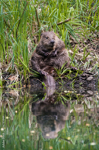 cute young beaver cleaning its fur in the Aare in Belpau