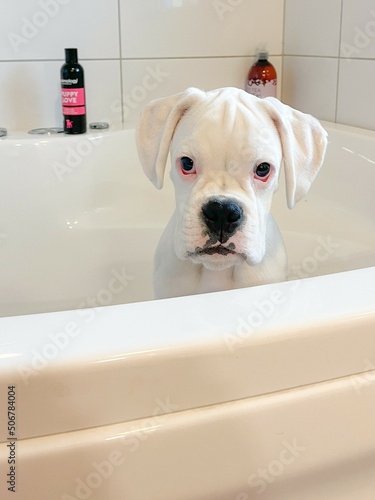 white puppy in a bathtub