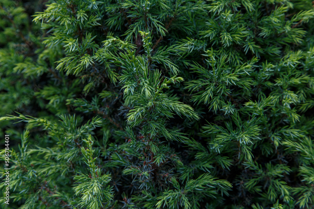 Young green shoots of juniper branches