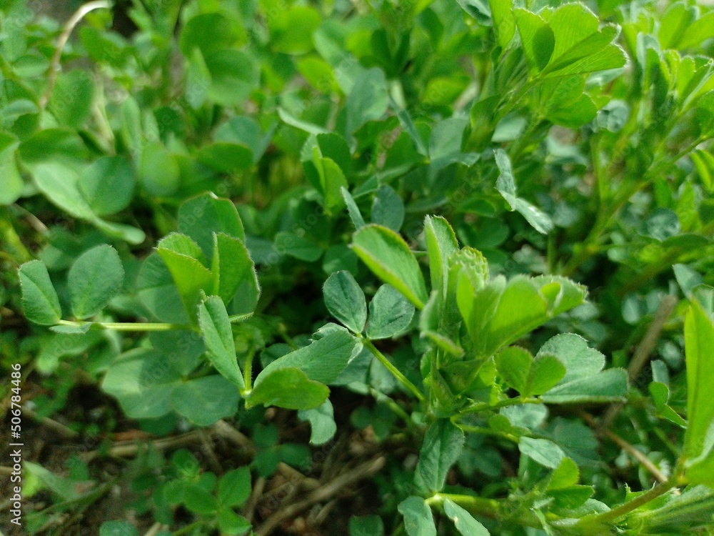Lucerna Lucerna