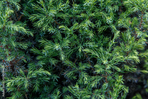 Young green shoots of juniper branches