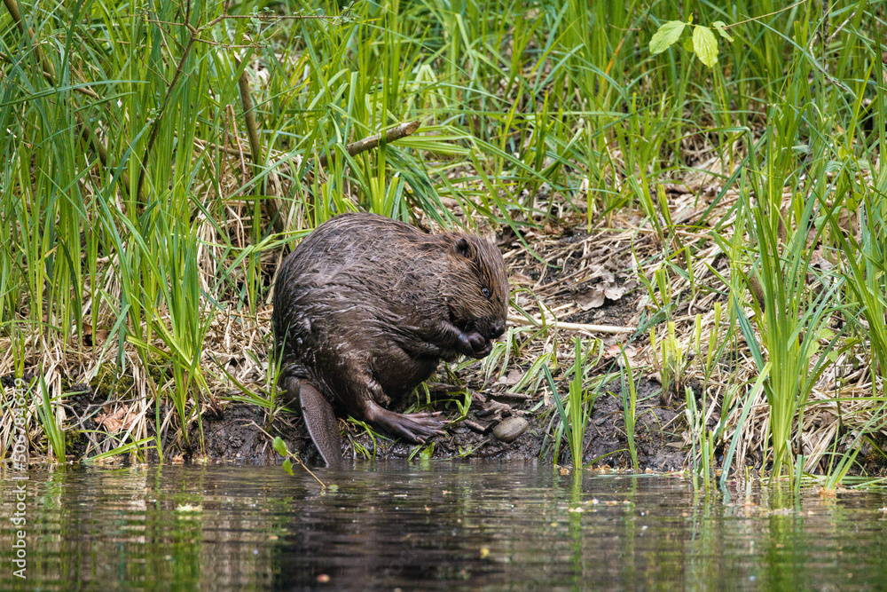 cute young beaver in the Aare in Belpau cute young beaver in the Aare in Belpau