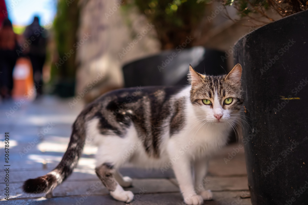 Naklejka premium Local stray cat with stripes resting on the Turkish street in the daylight and looking confidently at the camera