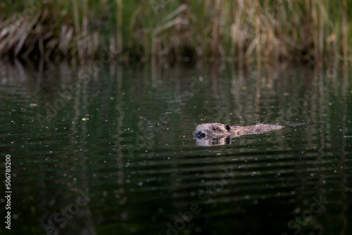 swimming beaver in the Aare in Belpau © schame87