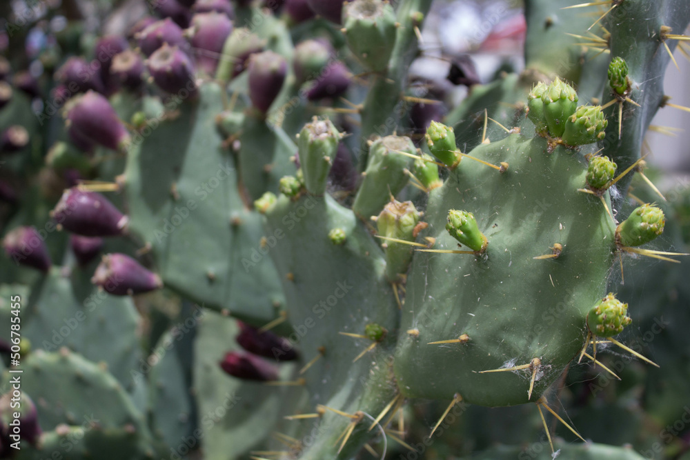 close-up of the fruits of the prickly pear on the cladodes of the plant
close-up of the fruits of the prickly pear on the cladodes of the plant