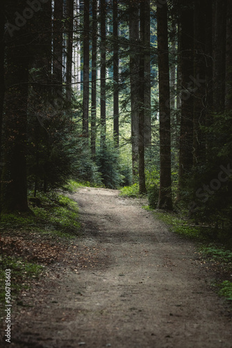 path through lush green spring forest in Emmental © schame87