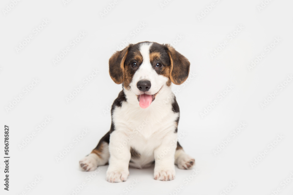 Welsh Corgi Cardigan cute fluffy dog puppy. funny animals on white background with copy space