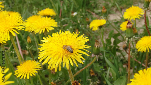 A honey bee collects nectar and pollen from yellow dandelion flowers. Pollination of plants. A yellow dandelion in a meadow pollinated by a bee. © Trik