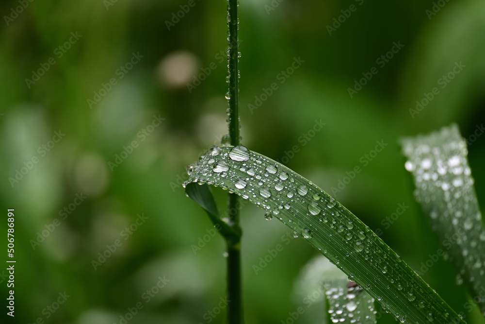 Blades of fresh green spring grass with raindrops Blades of fresh green spring grass with raindrops
