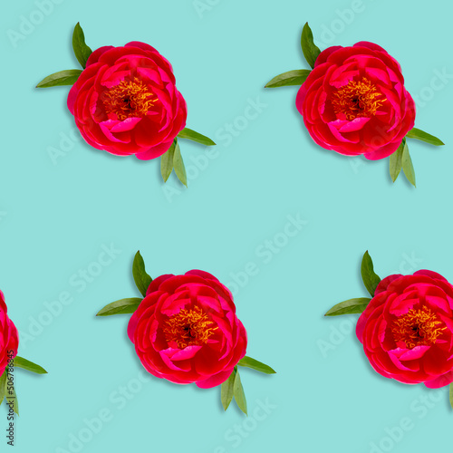 Floral pattern. Pink fucsia peony flower head on blue background