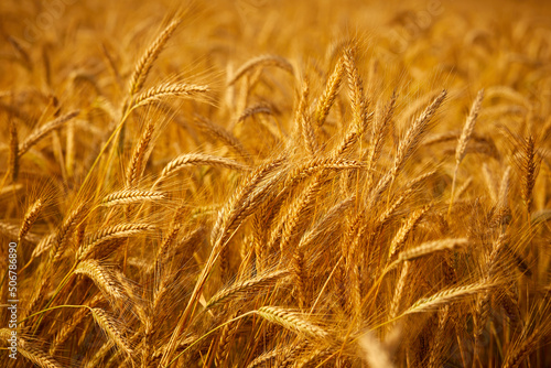 Wheat field. Ears of golden wheat.