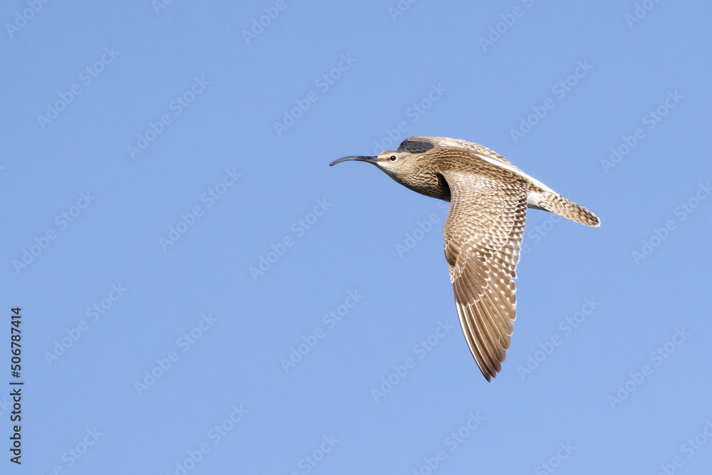 Obraz premium Whimbrel