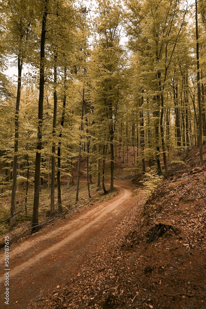 A close up of and off-road forest pathway with blurred background in summer. Concept photo of summer adventures in woods. A close up of and off-road forest pathway with blurred background in summer. Concept photo of summer adventures in woods.
