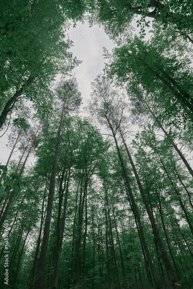 Low angle horizontal photo of trees in the spring forest. Woods landscape from below perspective