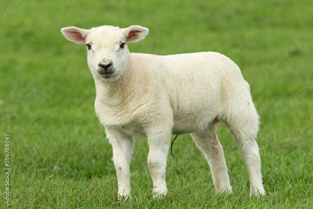 Young, well grown lamb in Springtime. Facing forward and stood in lush green field. Yorkshire, UK. Horizontal. Space for copy. Young, well grown lamb in Springtime. Facing forward and stood in lush green field. Yorkshire, UK. Horizontal. Space for copy.