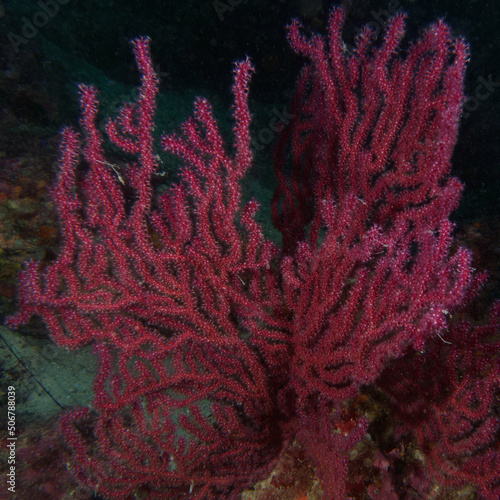 Purple Gorgonians (Paramuricea clavata) in Mediterranean Sea