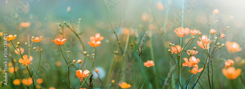 Wild flowers grass background. Meadow nature. Pastel colours. in the rays of summer sun in spring. Close-up macro. Picturesque colorful art image with soft focus. Background banner