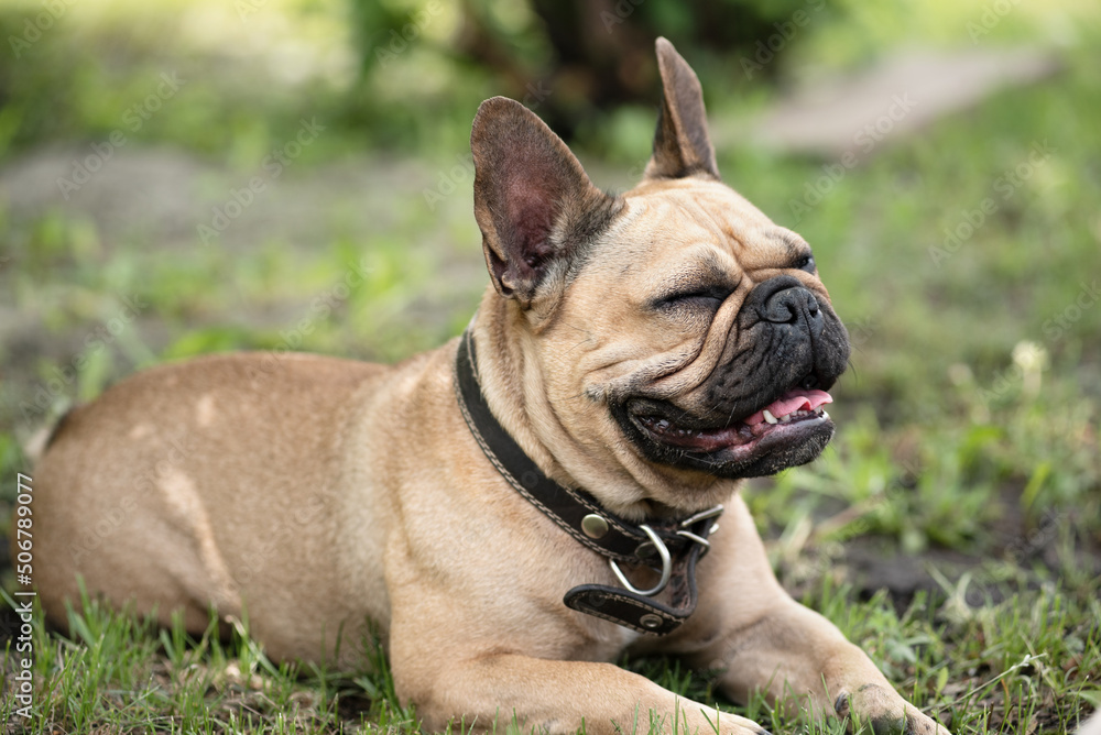French bulldog squints in the shade of a tree. Hot summer season.