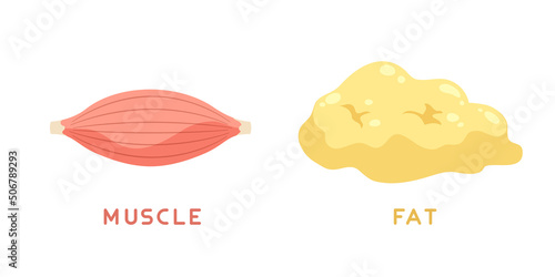 Illustration of muscle and fat isolated on white background. Flat vector illustration. Concept of weight loss, diet.