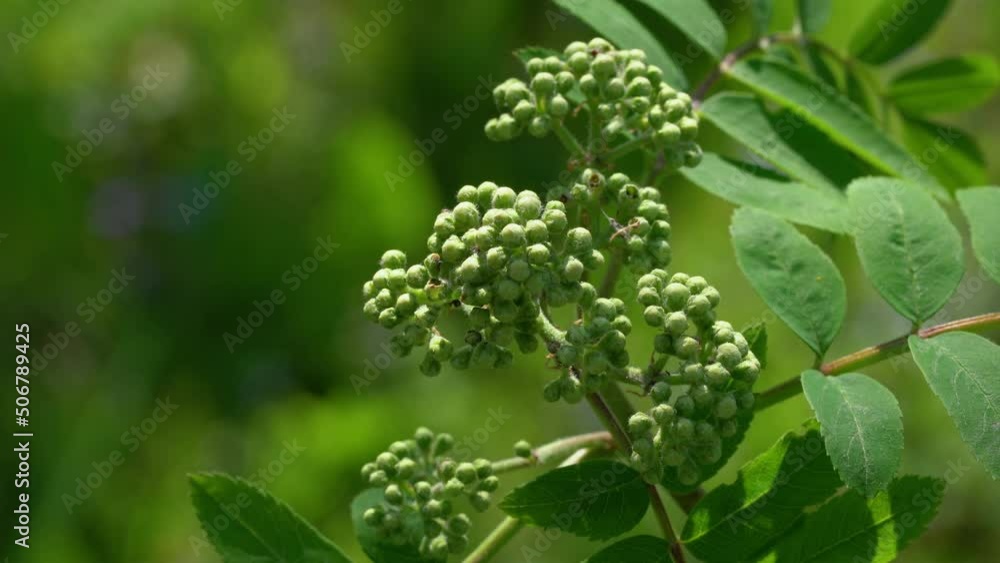 Flowering Rowan in spring (Sorbus aucuparia) - (4K) Flowering Rowan in spring (Sorbus aucuparia) - (4K)