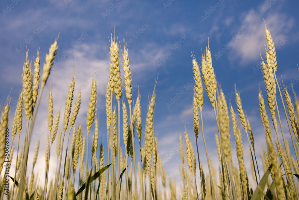 Wheat field against blue sky Wheat field against blue sky