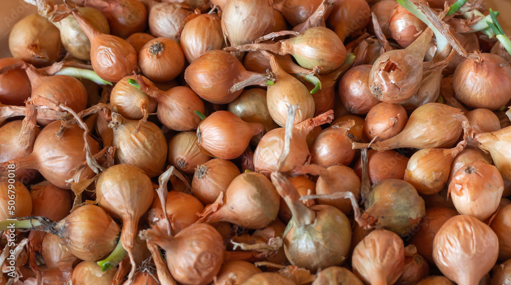 background of golden bulbs prepared for planting in the ground background of golden bulbs prepared for planting in the ground