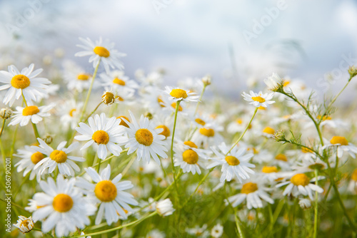 Landscape with daisies in Sunny weather in summer. Wildflowers close-up.