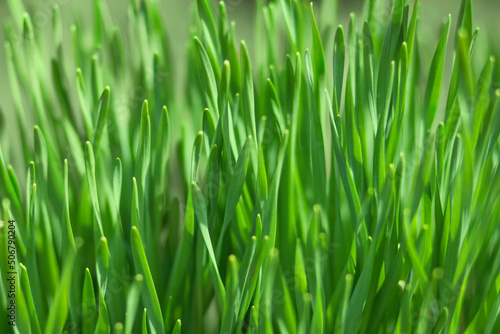 Perfect green background ,natural background of green grass