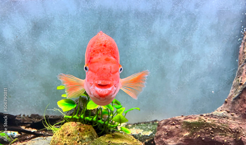 Goldfish facing front, looking at camera swimming in aquarium