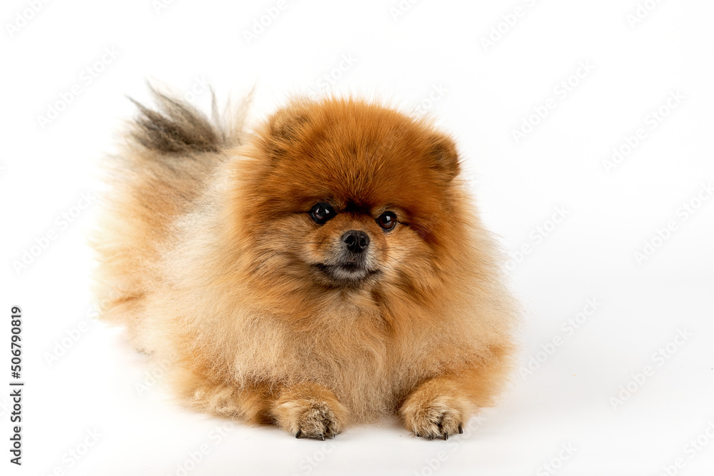 pomeranian dog isolated on white background pomeranian dog isolated on white background