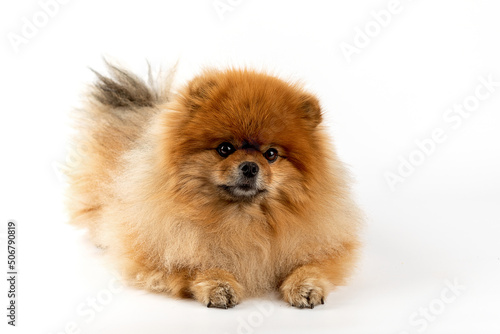 pomeranian dog isolated on white background