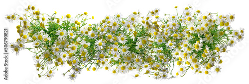 Chamomile Flower Blossom Banner isolated on white Background