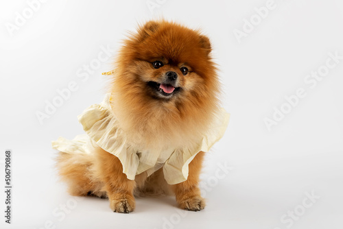 pomeranian puppy on white background