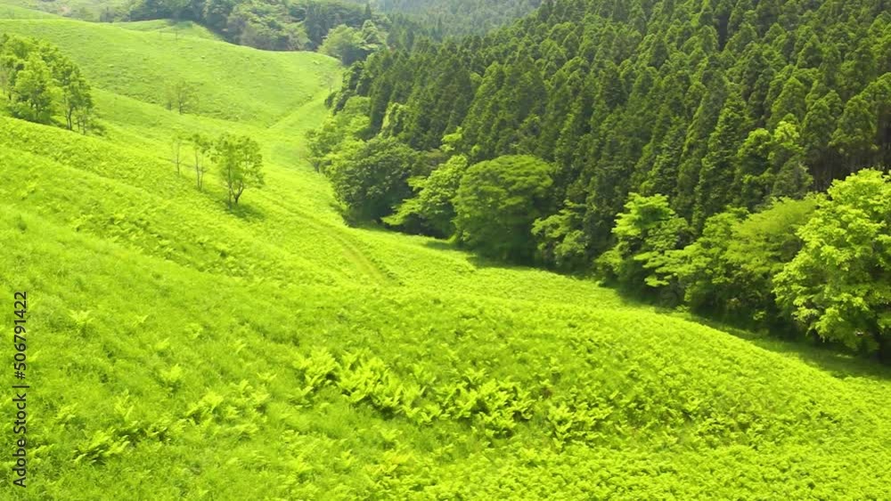 風にゆれる阿蘇の草原 新緑 産山村 風にゆれる阿蘇の草原 新緑 産山村