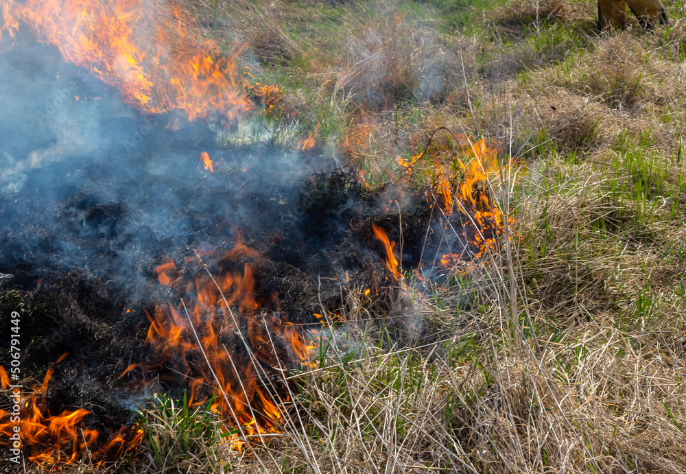 Burning old dry grass. Tongues red flame and burning dry yellowed grass in smoke