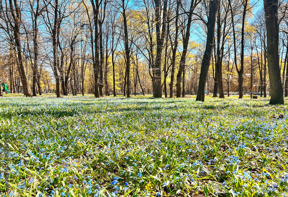 Fototapeta premium Big meadow with first spring blue snowdrops in Riga city park, Latvia. Scylla spring flowers on the background of nature.