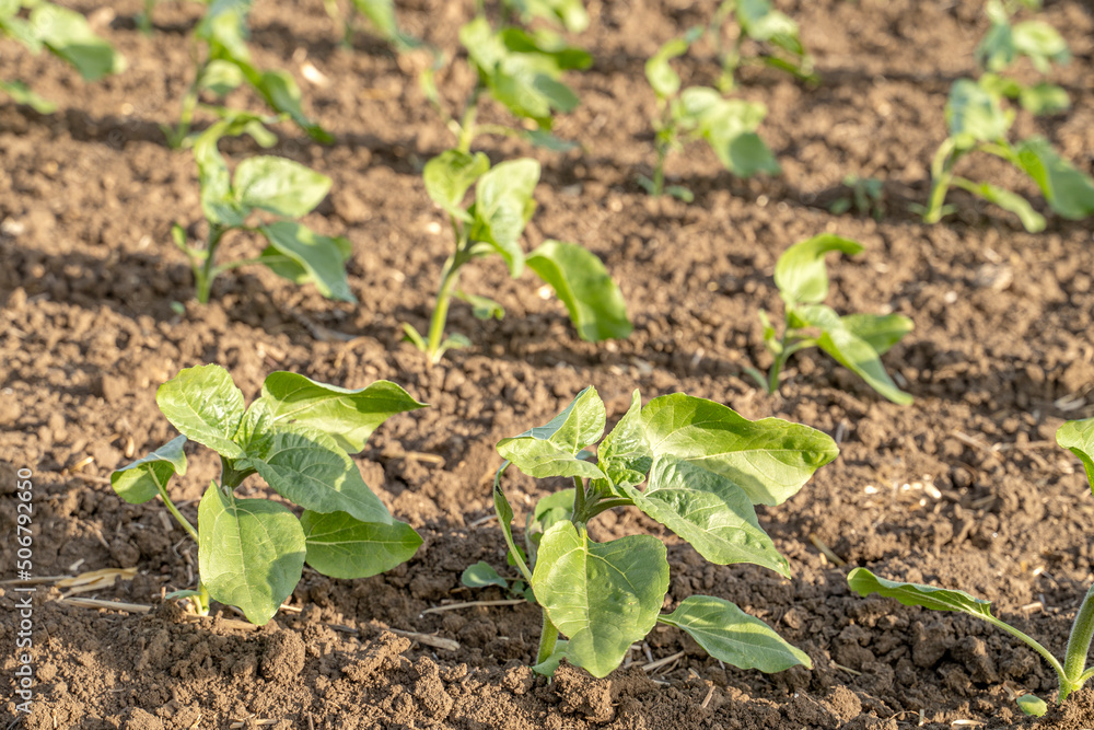 A field of unflowered sunflowers planted in a row. summer time. sunny day. A field of unflowered sunflowers planted in a row. summer time. sunny day.