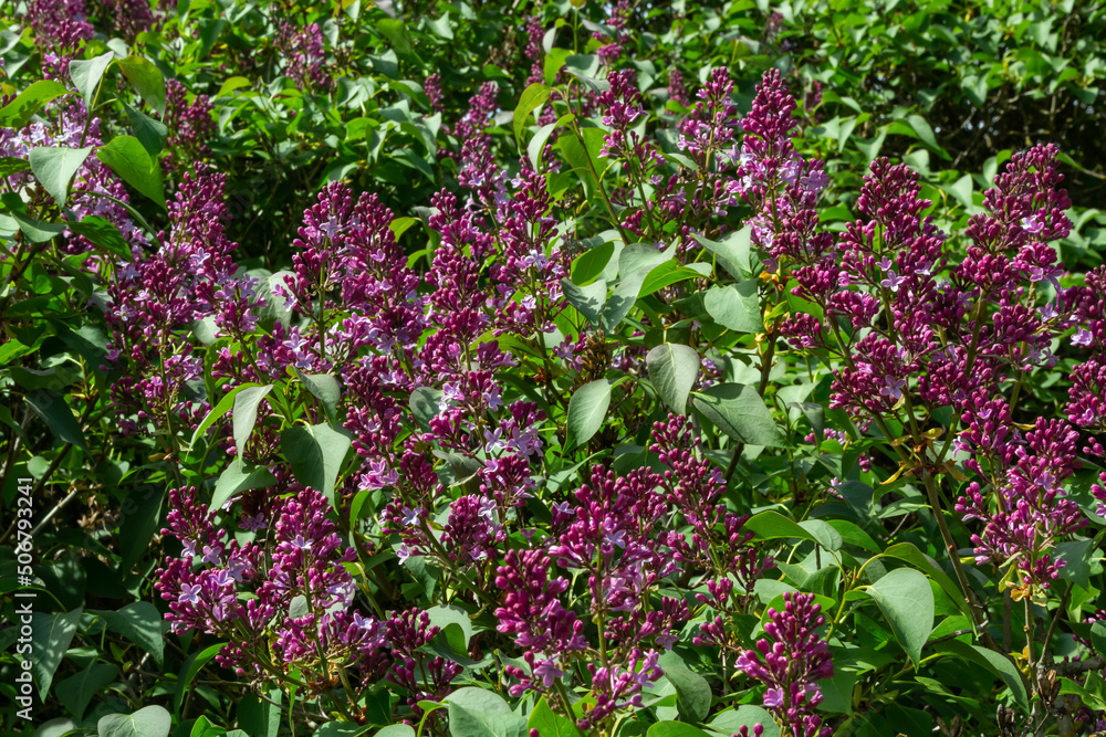 A branch of lilac lilac on a background of green leaves. Spring