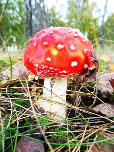 Red mushroom in the autumn forest © Mary