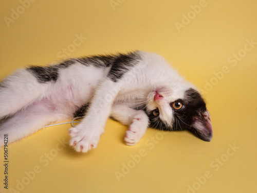 Cute kitten lying down looking at the camera in front of a yellow background
