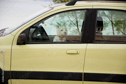 westie terrier puppy dog pet abandoned in hot locked car, animal abuse © altana_studio