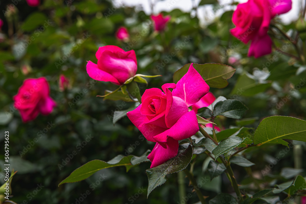 薔薇園の薔薇の花 マヌゥメイアン Stock Photo Adobe Stock